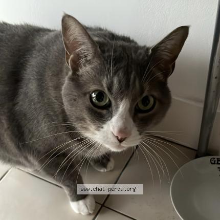 Photo 1/1 Caillou Chat lost in Bordeaux