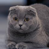 Picture of cat lost at Boulogne Billancourt