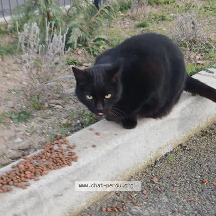 Photo 1/2 Found cat Found in Sury le comtal