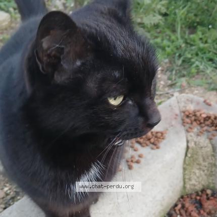 Photo 2/2 Found cat Found in Sury le comtal