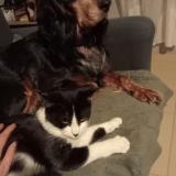 Picture of cat lost at Saint Potan