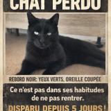Picture of cat lost at Sablons Sur Huisne