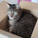 Picture of cat lost at Peyzieux Sur Saone