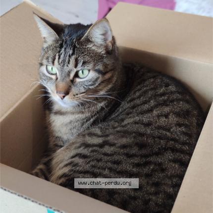 Photo 1/1 Techa Chat lost in Peyzieux sur saone