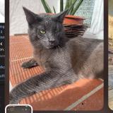 Picture of cat lost at Calmont