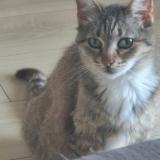 Picture of cat lost at La Seyne Sur Mer