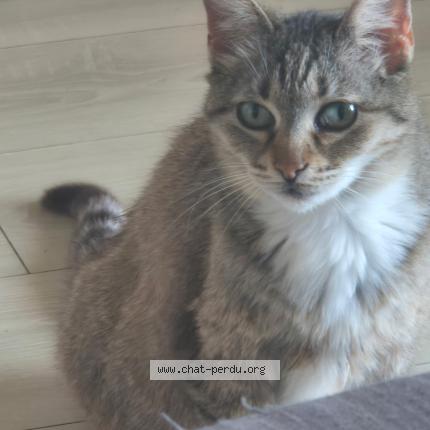 Photo 1/1 LILOU Chat lost in La seyne sur mer