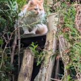 Picture of cat found at Guerville