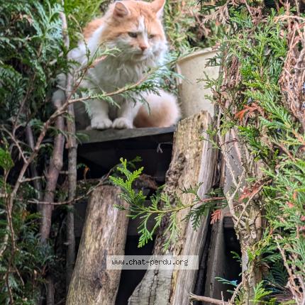 Photo 1/1 Found cat Found in Guerville