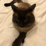 Picture of cat lost at Tournefeuille