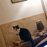 Picture of cat lost at Meix Le Tige