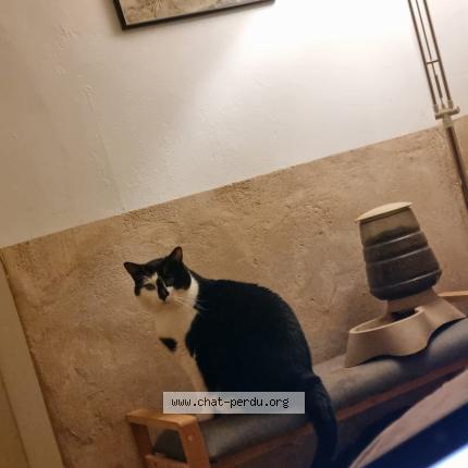 Photo 1/1 Josi Chat lost in Meix le tige