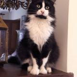 Picture of cat lost at Beauvechain