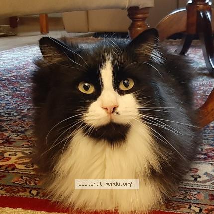 Photo 2/3 Valentin Chat lost in Beauvechain