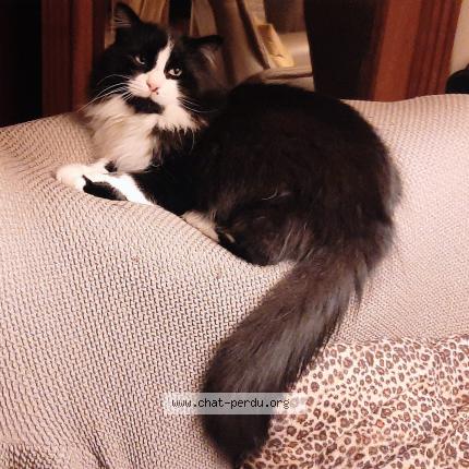 Photo 3/3 Valentin Chat lost in Beauvechain