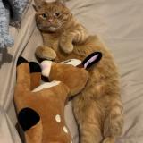 Picture of cat lost at Coisia