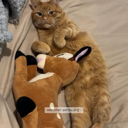 Photo 1/1 Butternut Chat lost in Coisia