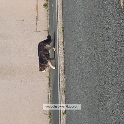 Photo 1/1 Found cat Found in Bouhet