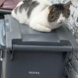 Picture of cat found at Roubaix