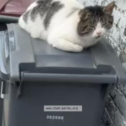 Photo 1/1 Found cat Found in Roubaix