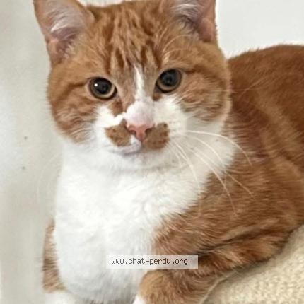 Photo 1/1 Archie Chat lost in Saint ave