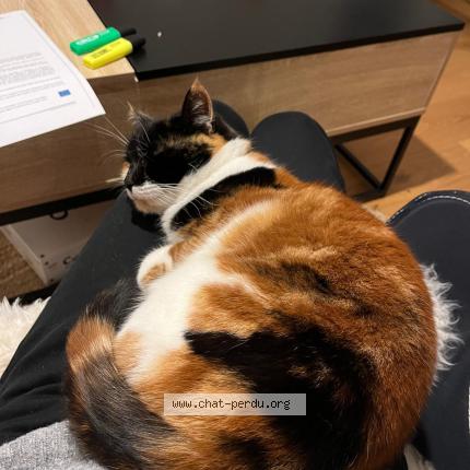 Photo 1/1 Fant&ocirc;mette Chat lost in Rumilly