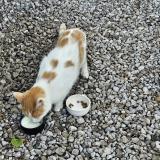 Picture of cat found at La Neuville