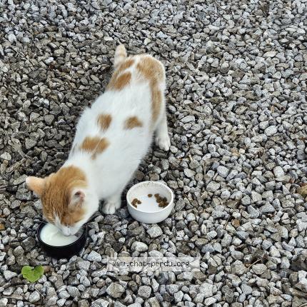 Photo 1/1 Found cat Found in La neuville