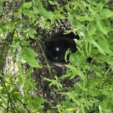 Picture of cat found at Barjouville