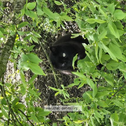 Photo 1/1 Found cat Found in Barjouville