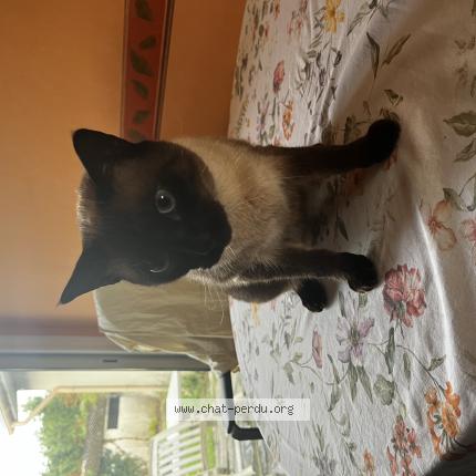 Photo 1/1 Percy Chat lost in St germain d esteuil