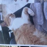 Picture of cat lost at Pessac