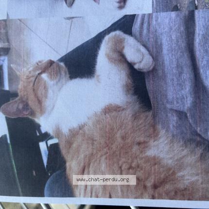 Photo 1/1 Tigrou Chat lost in Pessac