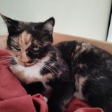 Picture of cat lost at Reignac