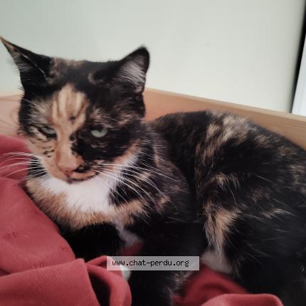 Photo 1/1 Chewbacat Chat lost in Reignac