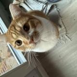 Picture of cat lost at Montlhery