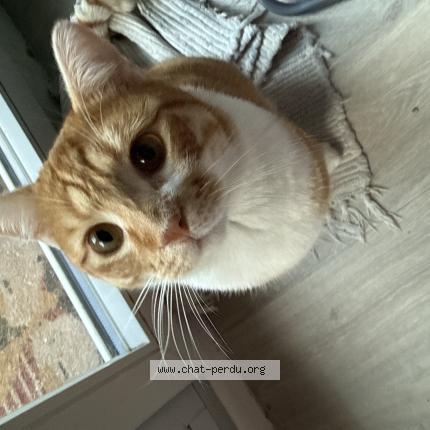 Photo 1/1 Clémentine Chat lost in Montlhery