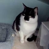 Picture of cat found at Sorel Tracy