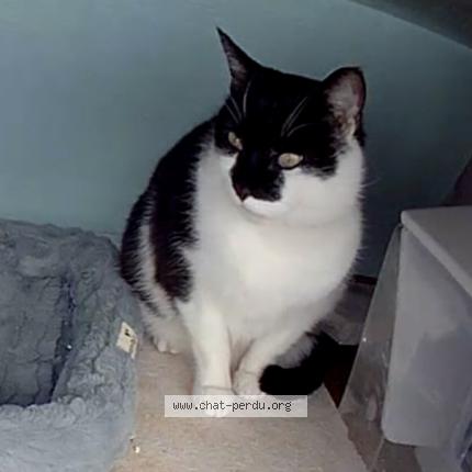 Photo 1/1 Found cat Found in Sorel tracy