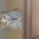 Picture of cat lost at Claix