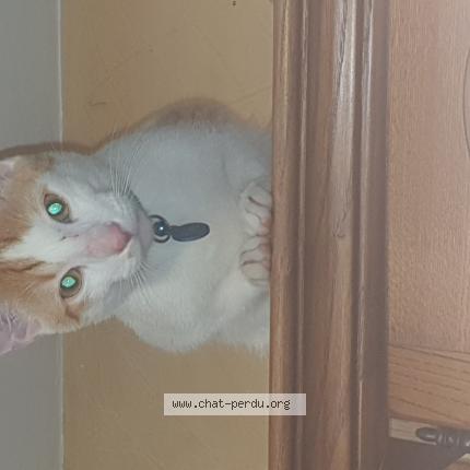 Photo 1/1 Mao Chat lost in Claix