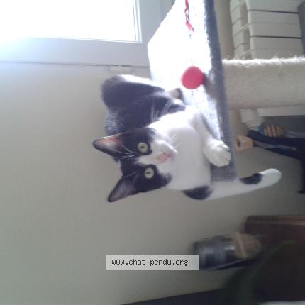 Photo 1/1 Rambo Chat lost in Saint etienne