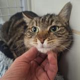 Picture of cat lost at Orange