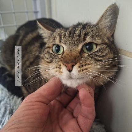 Photo 1/2 BELLA Chat lost in Orange