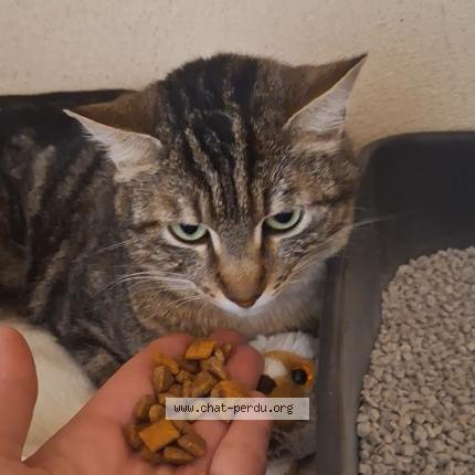 Photo 2/2 BELLA Chat lost in Orange