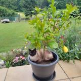 Picture of cat lost at Ambronay