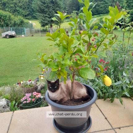 Photo 1/1 Dinah Chat lost in Ambronay