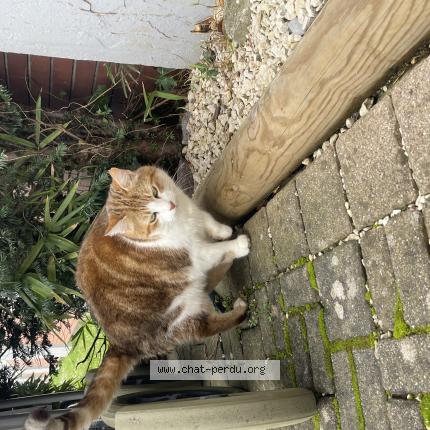 Photo 1/1 Found cat Found in Dardilly