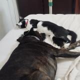 Picture of cat lost at Montevideo