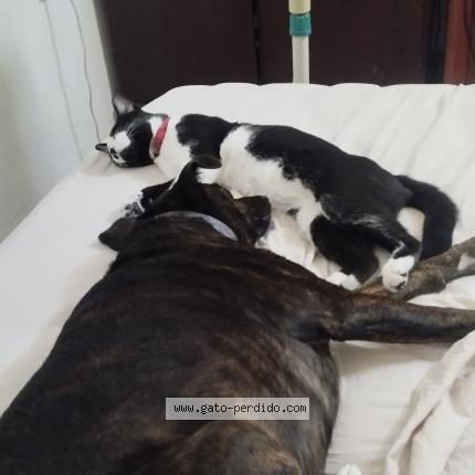 Photo 1/1 Igor Chat lost in Montevideo